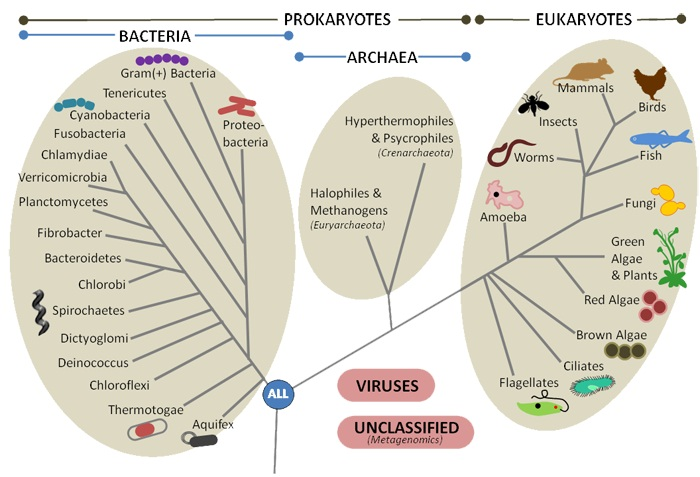 bacterias arqueas eucariotas