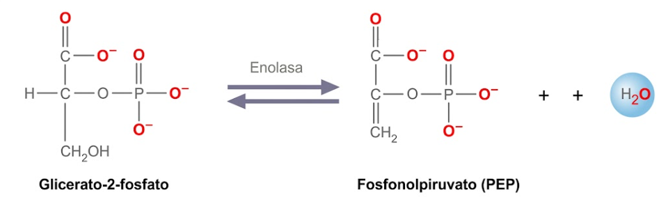 fosfoenolpiruvato
