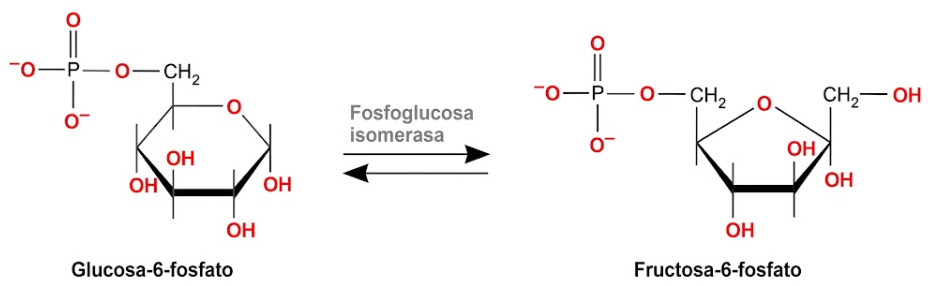 glucosa fructosa 6 fosfato
