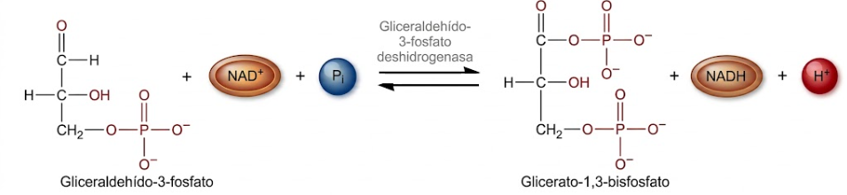 oxidacion gliceraldehido 3 fosfato