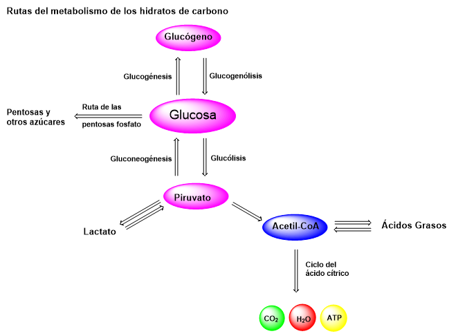 rutas metabolismo hidratos de carbono